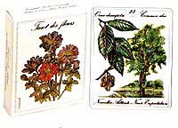 Tarot des Fleurs